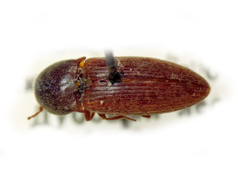 Agriotes brevis Candeze, 1863